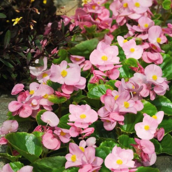 Begonia Super Olympia Pink F1 Seed For Cheap