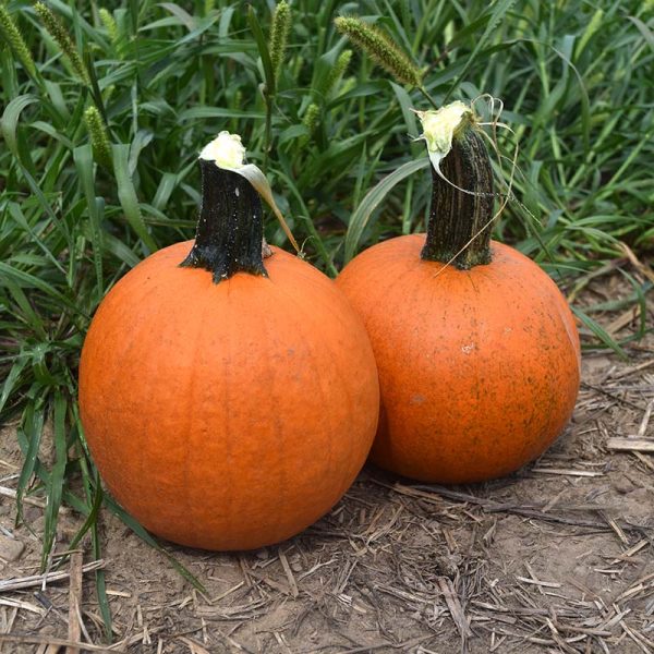 Pumpkin Cannon Ball F1 Seed Discount - Image 2