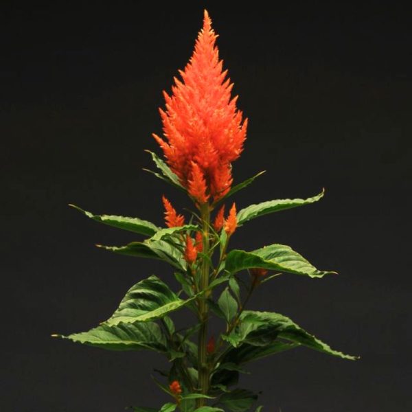 Celosia Sunday Orange Seed For Cheap - Image 4
