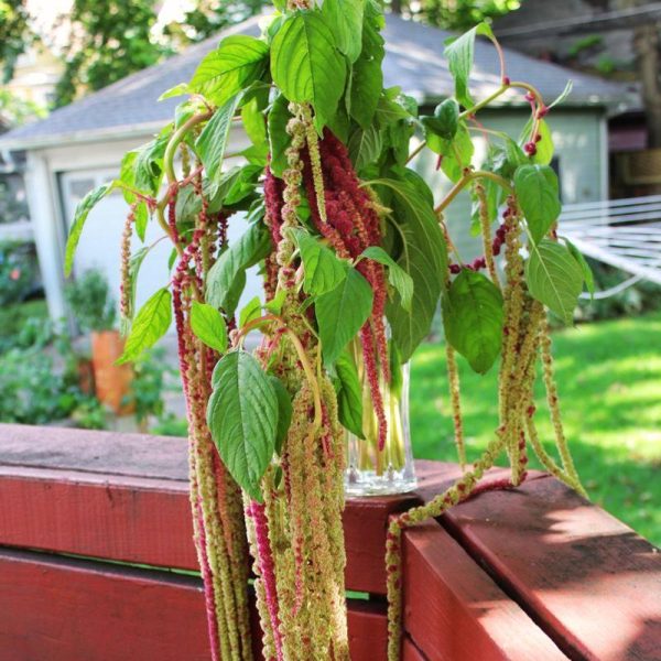 Amaranthus Mira Seed For Cheap - Image 4