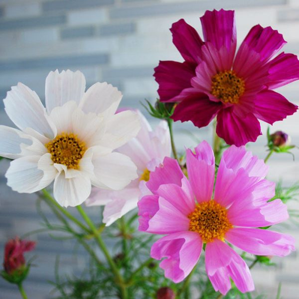 Cosmos Sea Shells Organic Seed Online