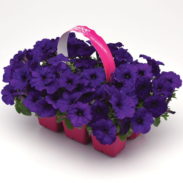 Petunia E3 Easy Wave Blue F1 Seed Online - Image 5