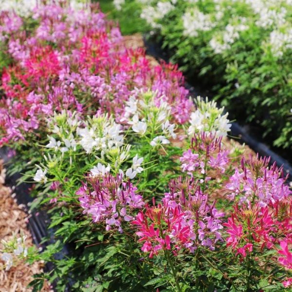 Cleome Sparkler 2.0 Mix Seed Online - Image 2