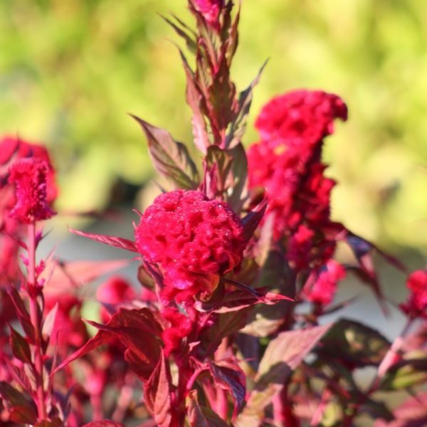 Celosia Chief Red Flame Organic Seed For Sale - Image 5