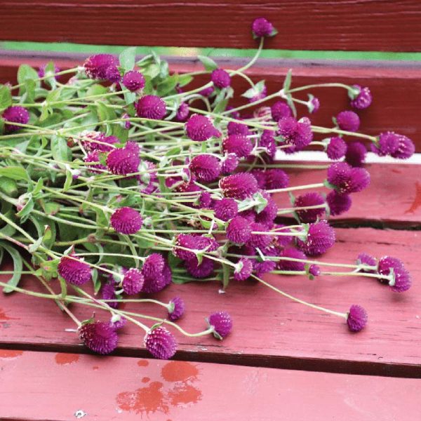 Gomphrena Audray Mix Seed Supply - Image 4