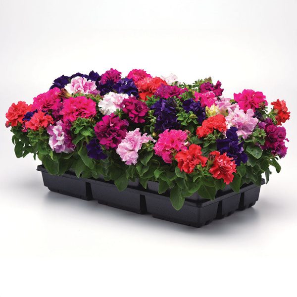 Petunia Double Cascade Mix F1 Seed Online Hot Sale - Image 4