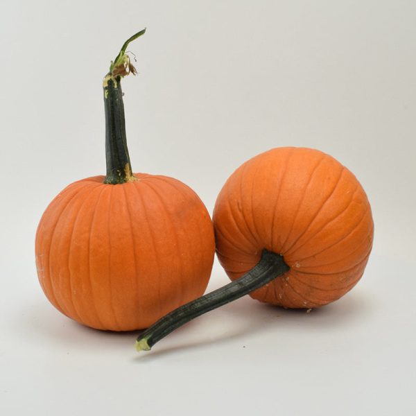 Pumpkin Field Trip F1 Seed Discount - Image 4