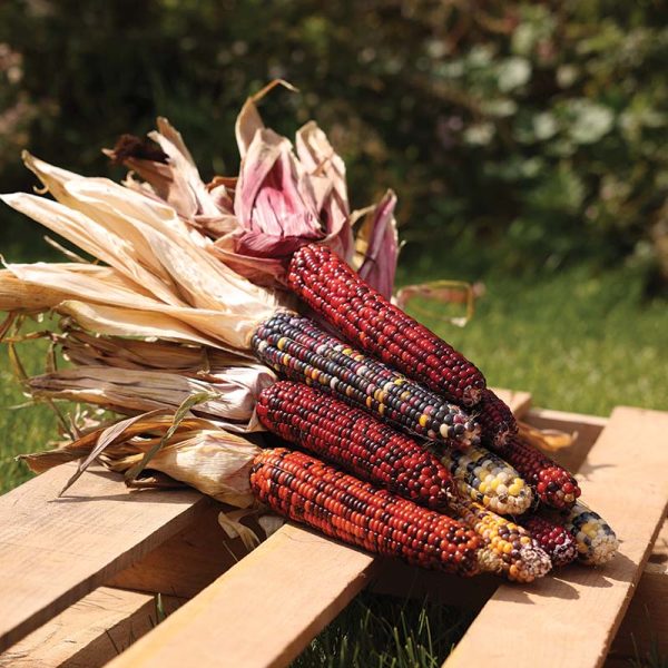 Ornamental Corn Wilda s Pride Seed Supply