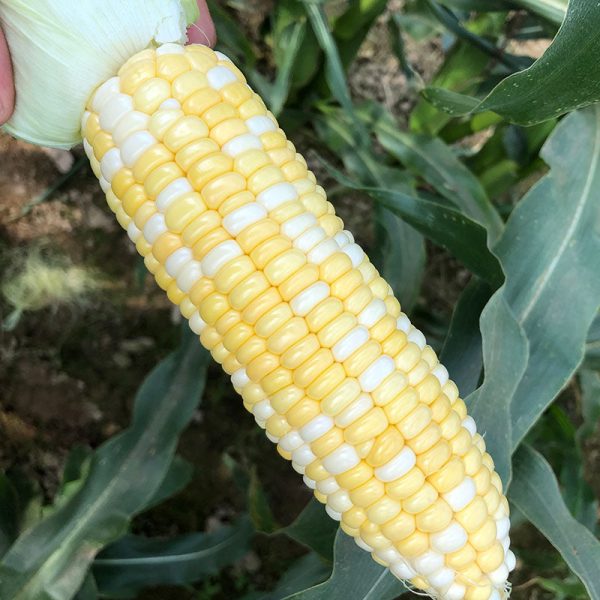 Sweet Corn Sweet Chorus F1 Seed Online Sale - Image 3