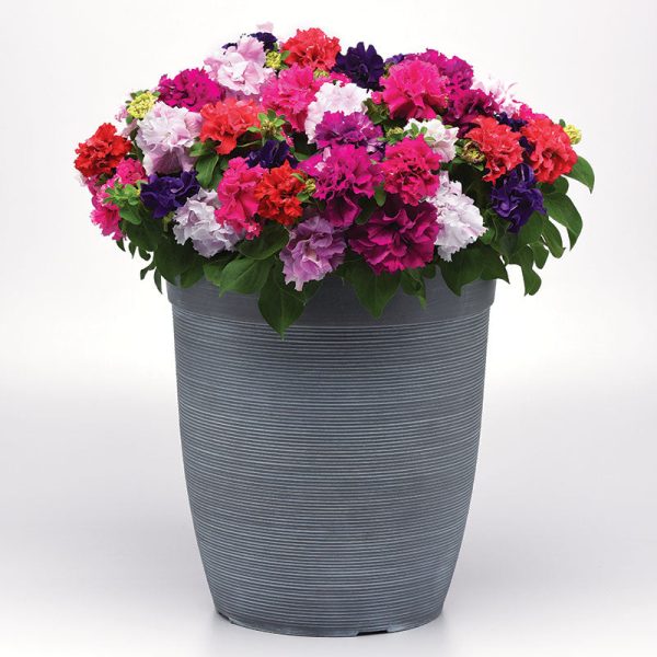 Petunia Double Cascade Mix F1 Seed Online Hot Sale - Image 3