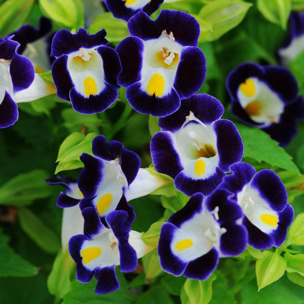 Torenia Kauai Mix Seed For Cheap - Image 2