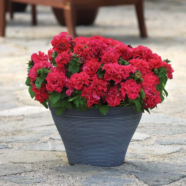 Petunia Double Cascade Mix F1 Seed Online Hot Sale - Image 5