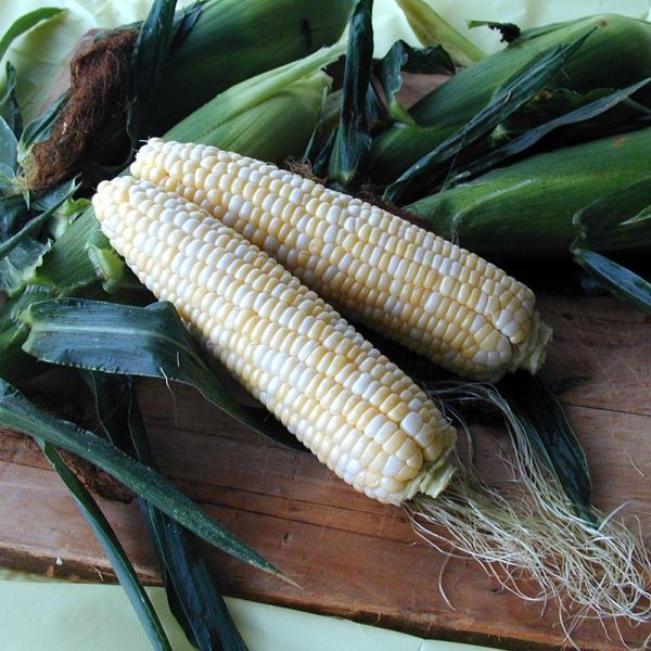 Sweet Corn Harris 1001 F1 Seed For Sale - Image 2