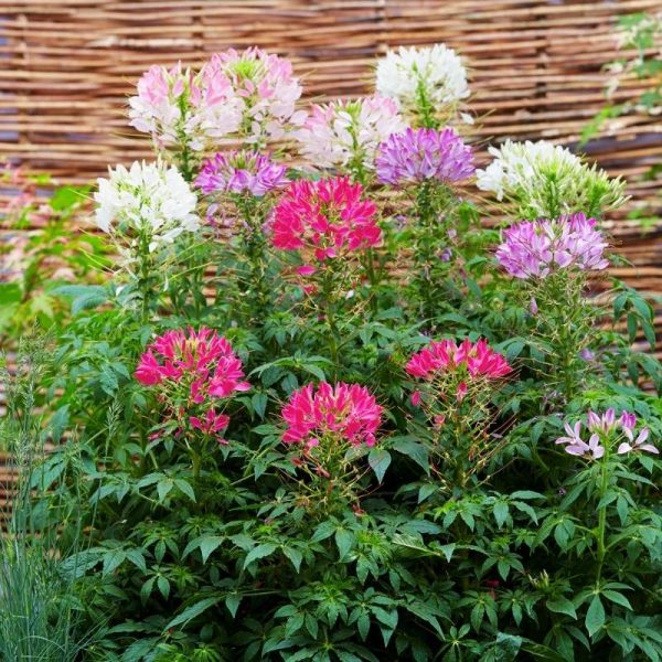 Cleome Sparkler 2.0 Mix Seed Online
