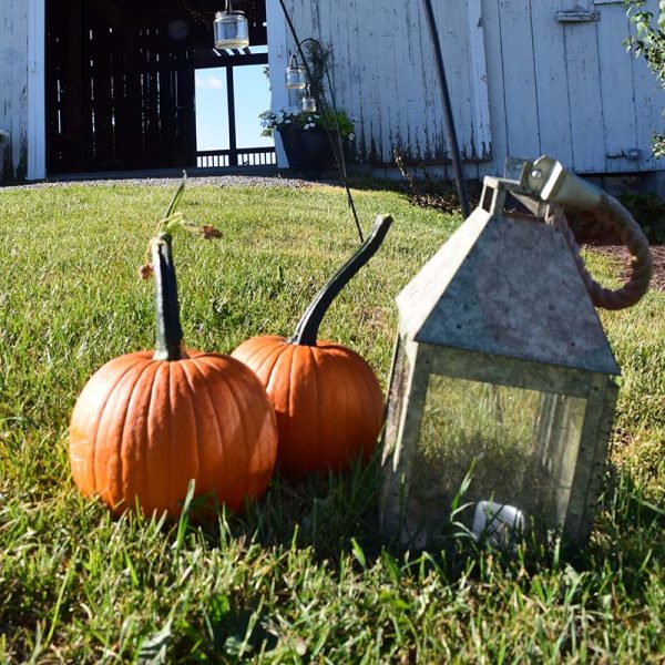 Pumpkin Field Trip F1 Seed Discount - Image 5