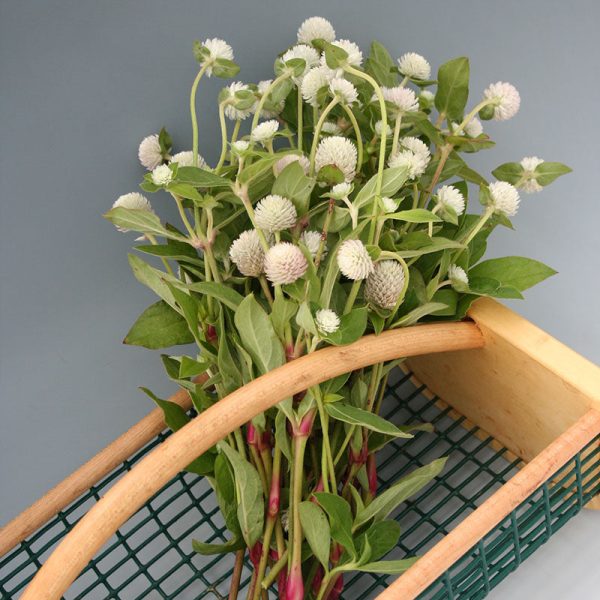 Gomphrena Audray Mix Seed Supply - Image 3