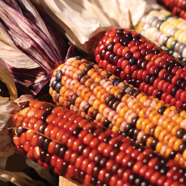Ornamental Corn Wilda s Pride Seed Supply - Image 3
