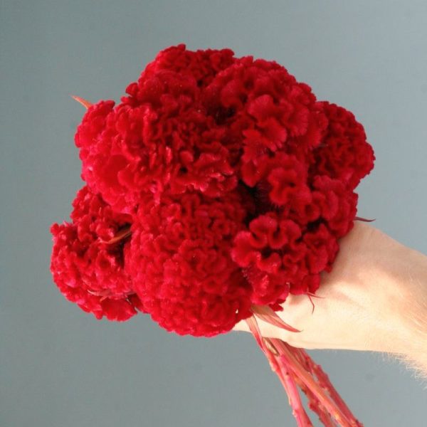 Celosia Chief Red Flame Organic Seed For Sale - Image 3