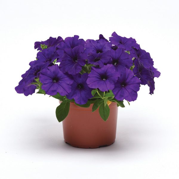 Petunia E3 Easy Wave Blue F1 Seed Online - Image 4