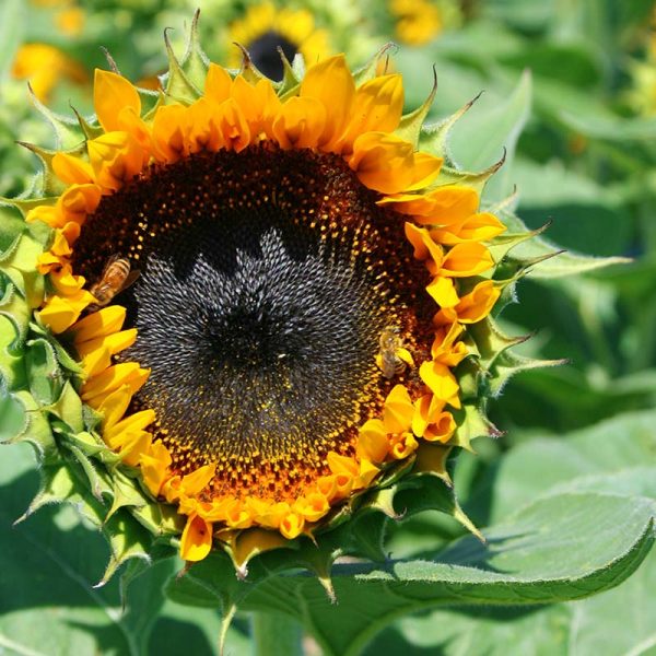 Sunflower Taiyo Organic Seed Discount - Image 5