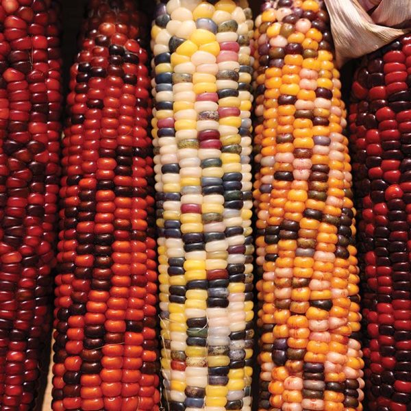 Ornamental Corn Wilda s Pride Seed Supply - Image 2