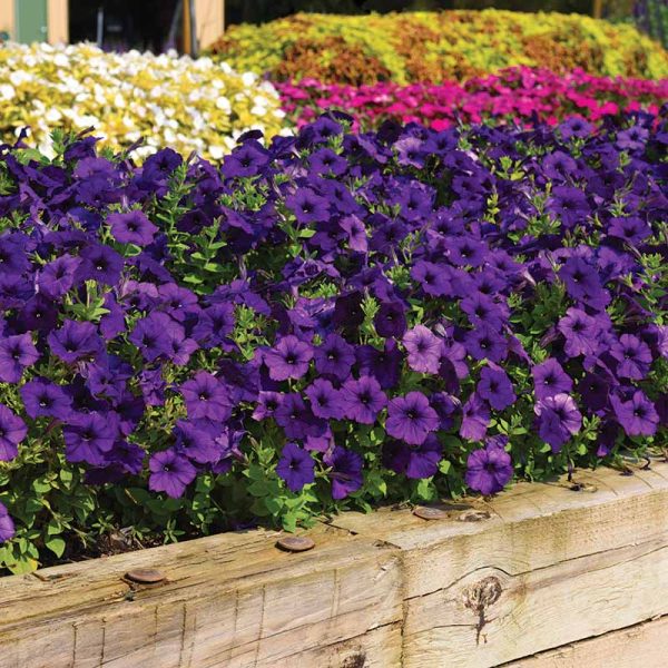 Petunia E3 Easy Wave Blue F1 Seed Online - Image 3