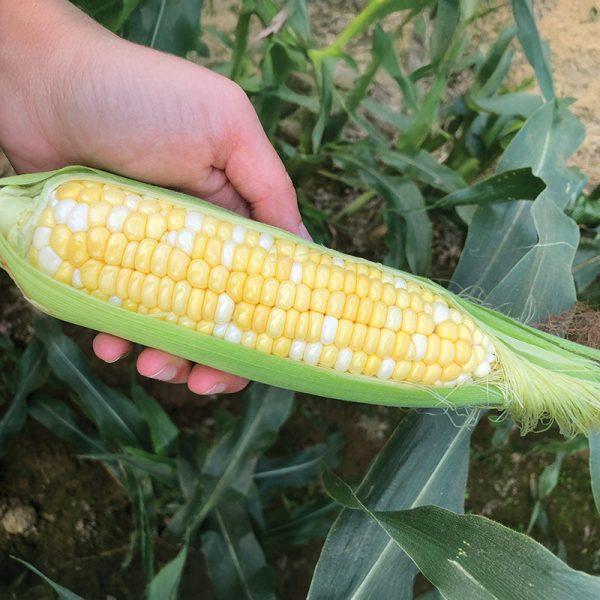 Sweet Corn Sweet Chorus F1 Seed Online Sale - Image 2