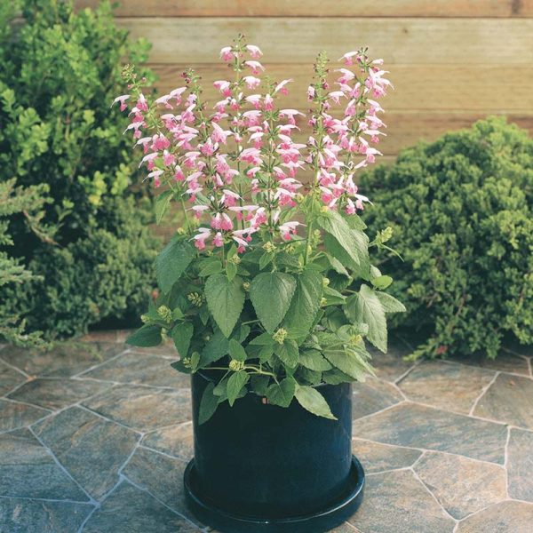 Salvia Summer Jewel Pink Seed Fashion