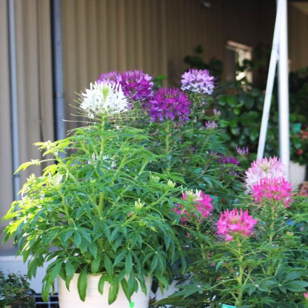 Cleome Sparkler 2.0 Mix Seed Online - Image 4
