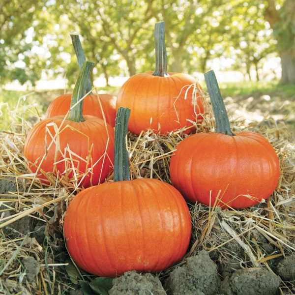Pumpkin Field Trip F1 Seed Discount - Image 3