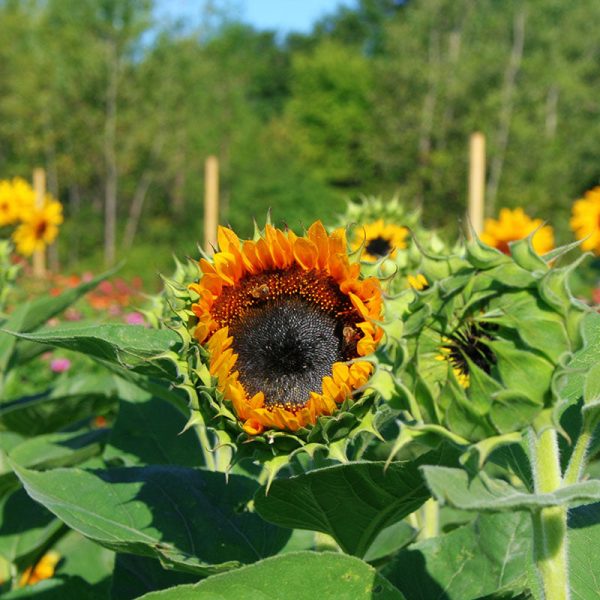Sunflower Taiyo Organic Seed Discount - Image 3
