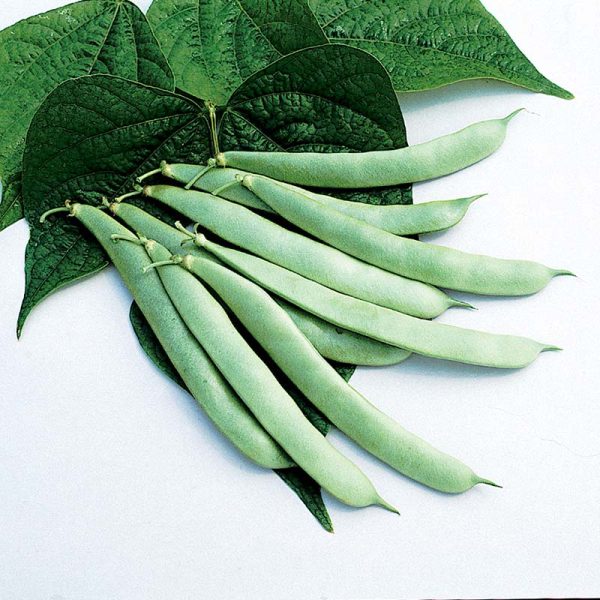 Bean Roma II Seeds Online Sale