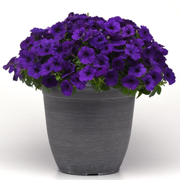 Petunia E3 Easy Wave Blue F1 Seed Online