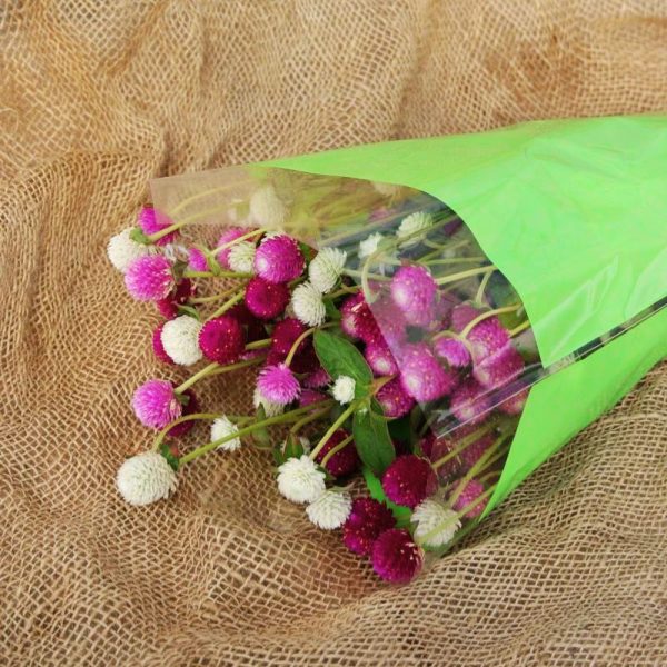 Gomphrena Audray Mix Seed Supply