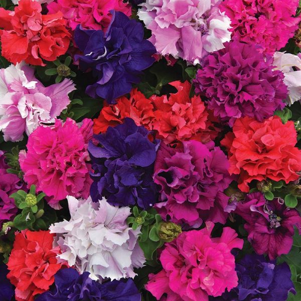 Petunia Double Cascade Mix F1 Seed Online Hot Sale