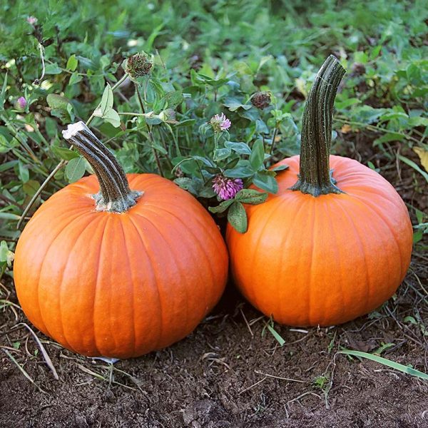 Pumpkin Field Trip F1 Seed Discount - Image 2