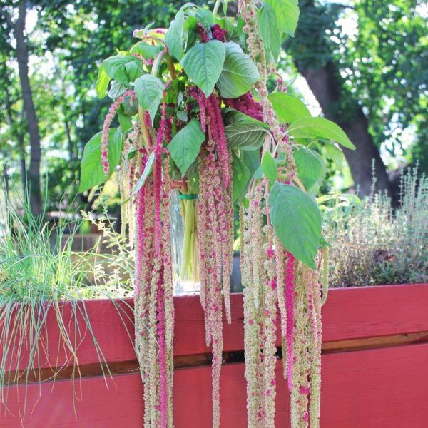 Amaranthus Mira Seed For Cheap - Image 2