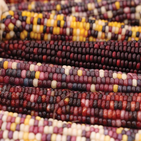 Ornamental Corn Underwood s Ornamental Seed Discount - Image 2