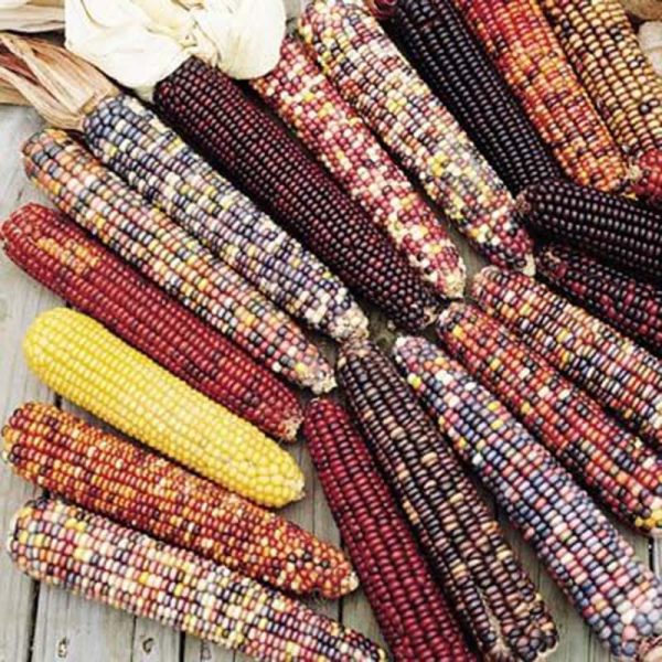 Ornamental Corn Wilda s Pride Seed Supply - Image 5