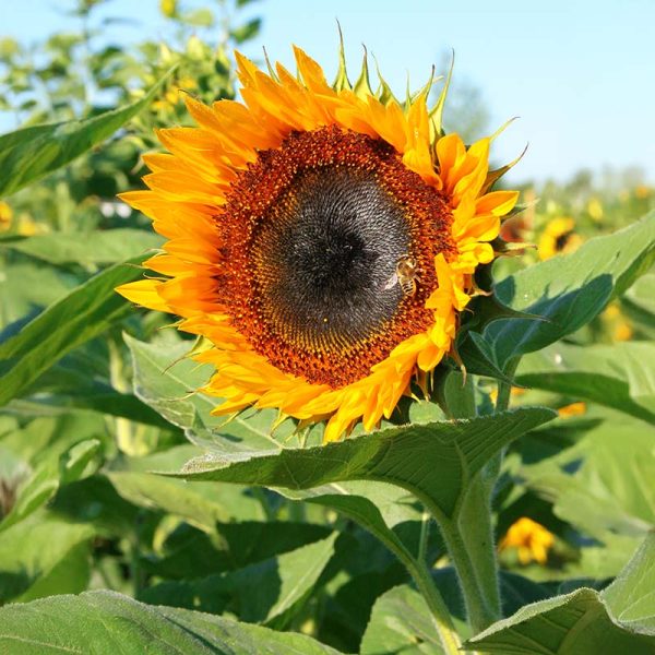 Sunflower Taiyo Organic Seed Discount - Image 2
