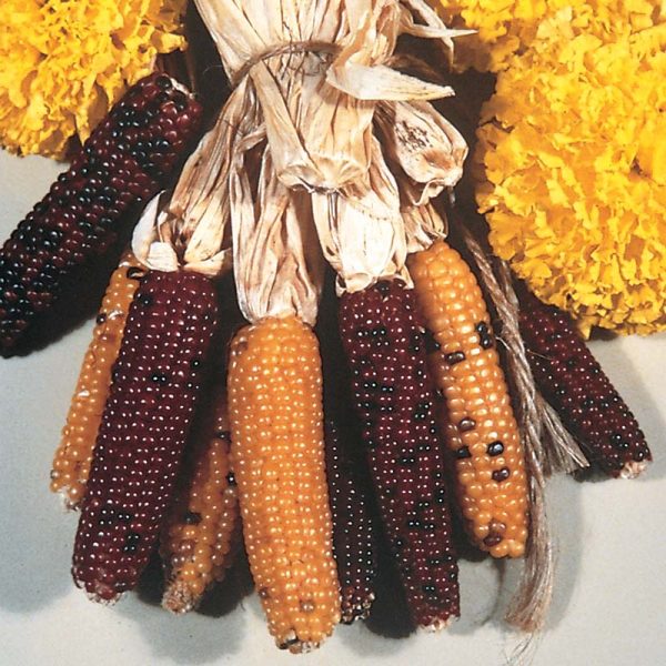 Ornamental Corn Indian Fingers Seed Fashion